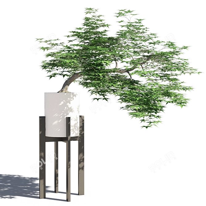 Japanese Maple in Pot 5 3D model image 1