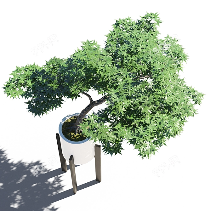 Japanese Maple in Pot 5 3D model image 2