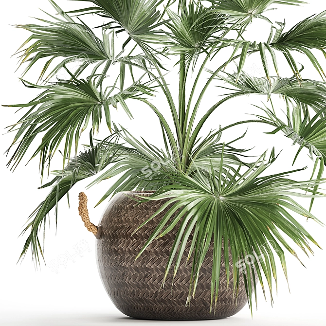 Exotic Palm Livistona: Houseplant Collection 3D model image 2