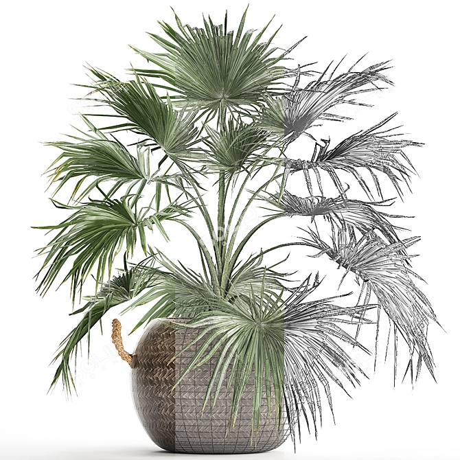 Exotic Palm Livistona: Houseplant Collection 3D model image 3