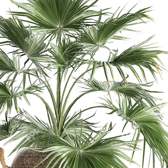 Exotic Palm Livistona: Houseplant Collection 3D model image 5