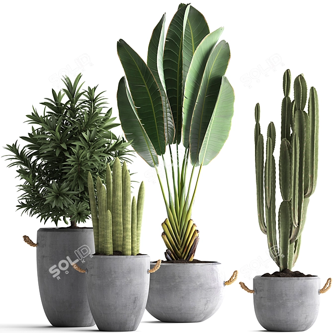 Exotic Plant Collection: Banana Palm, Ravenala, Dracaena, Cereus, Sansevieria 3D model image 1