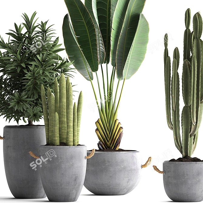 Exotic Plant Collection: Banana Palm, Ravenala, Dracaena, Cereus, Sansevieria 3D model image 2