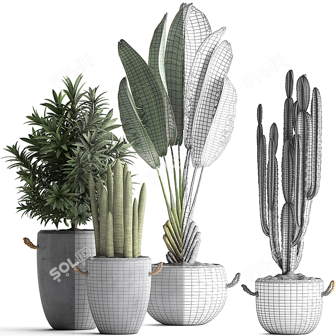 Exotic Plant Collection: Banana Palm, Ravenala, Dracaena, Cereus, Sansevieria 3D model image 3