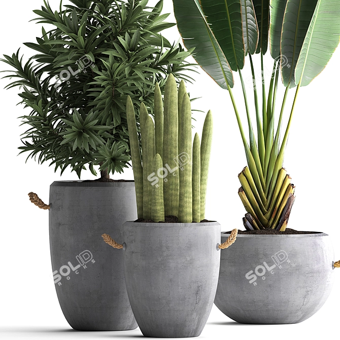 Exotic Plant Collection: Banana Palm, Ravenala, Dracaena, Cereus, Sansevieria 3D model image 4