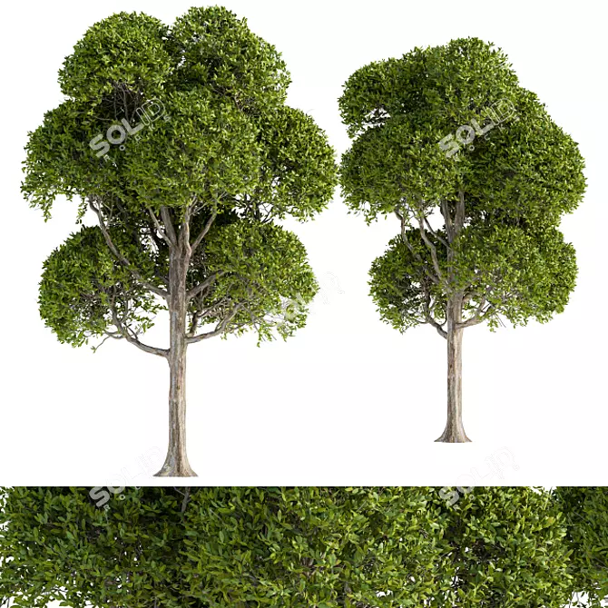 Round Leaf Broadleaf Tree 3D model image 1
