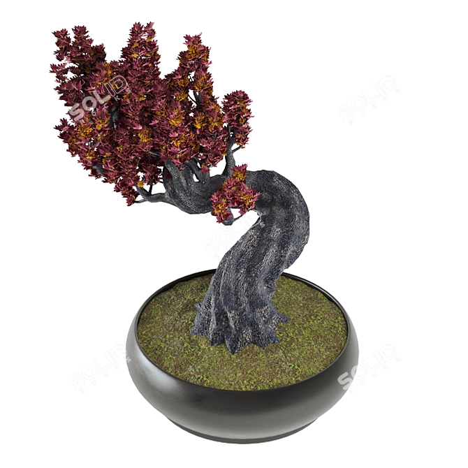 Japanese Maple Tree: Beautiful Decor 3D model image 2