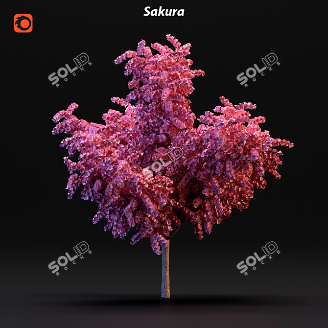 Cherry Blossom Tree 3D model image 4