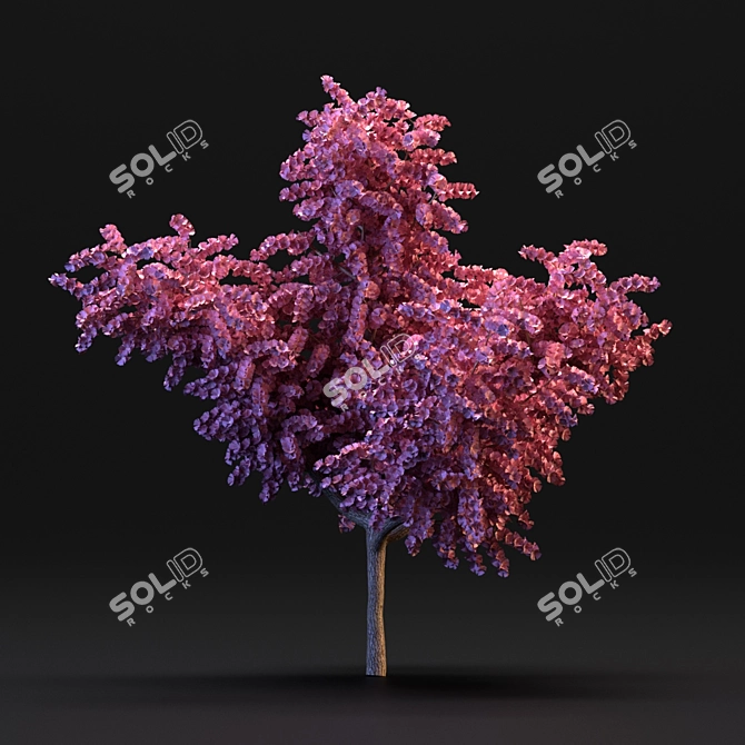 Cherry Blossom Tree 3D model image 5