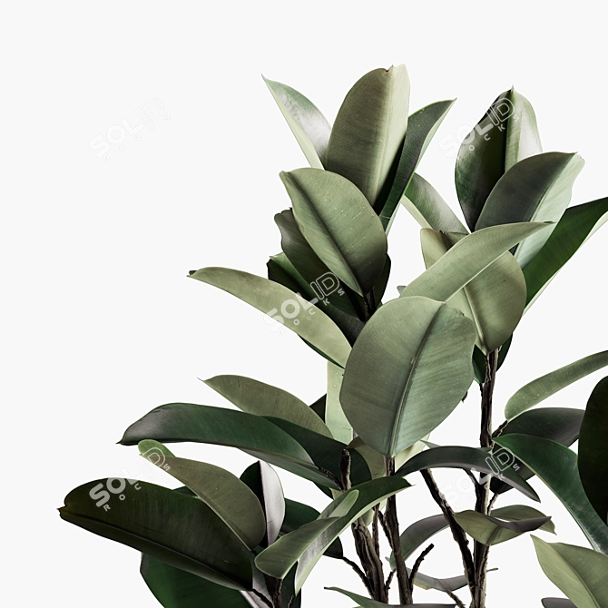 Lush Indoor Plant Variety Set 3D model image 4