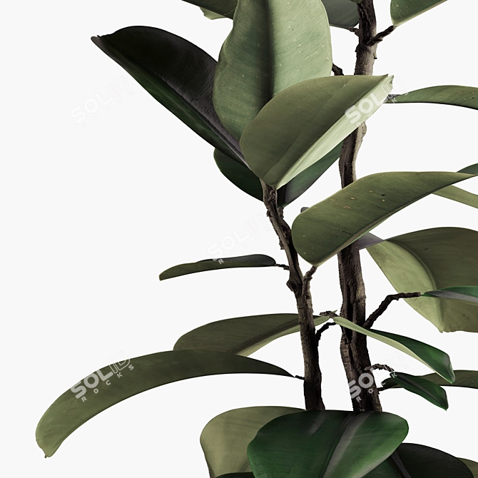 Lush Indoor Plant Collection 3D model image 4