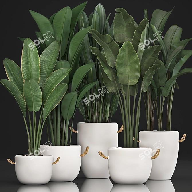 Exotic Houseplant Collection 3D model image 1