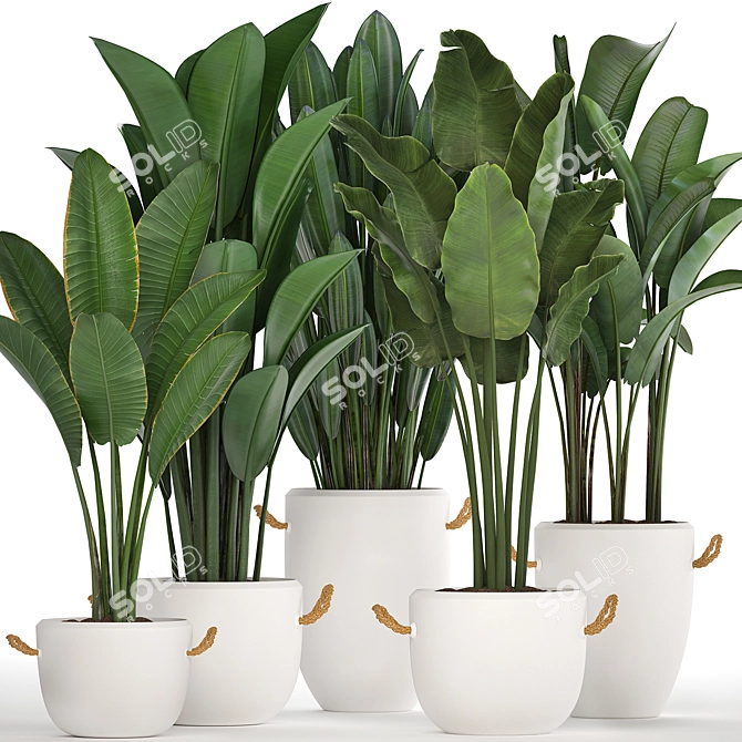 Exotic Houseplant Collection 3D model image 4