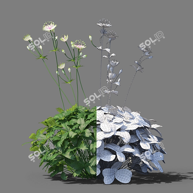 Astrantia Major Floral Delight 3D model image 2