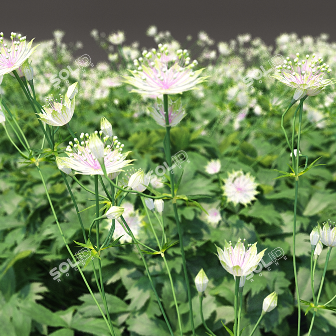 Astrantia Major Floral Delight 3D model image 4