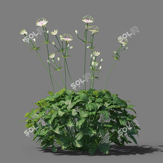 Astrantia Major Floral Delight 3D model image 5