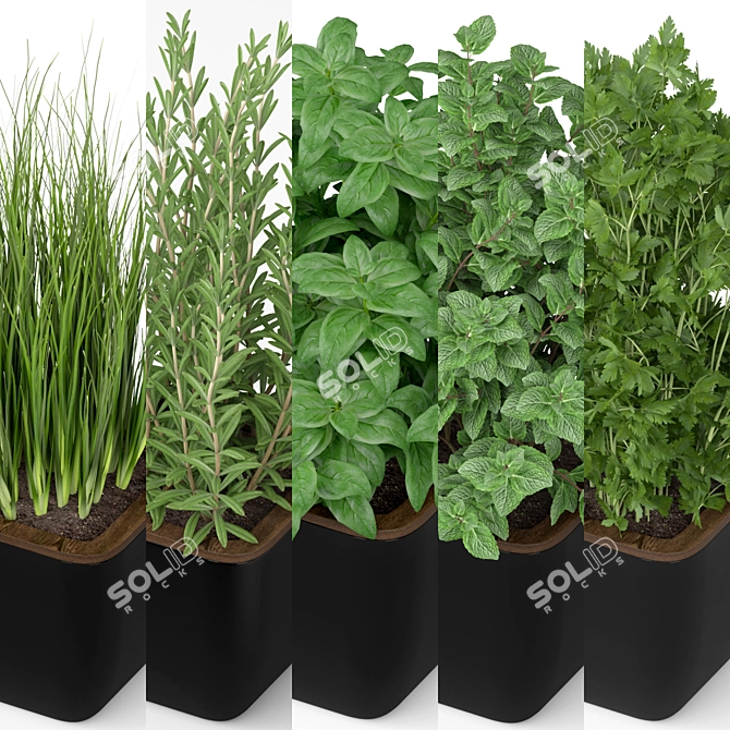 Boho Botanical Oasis Collection 3D model image 2