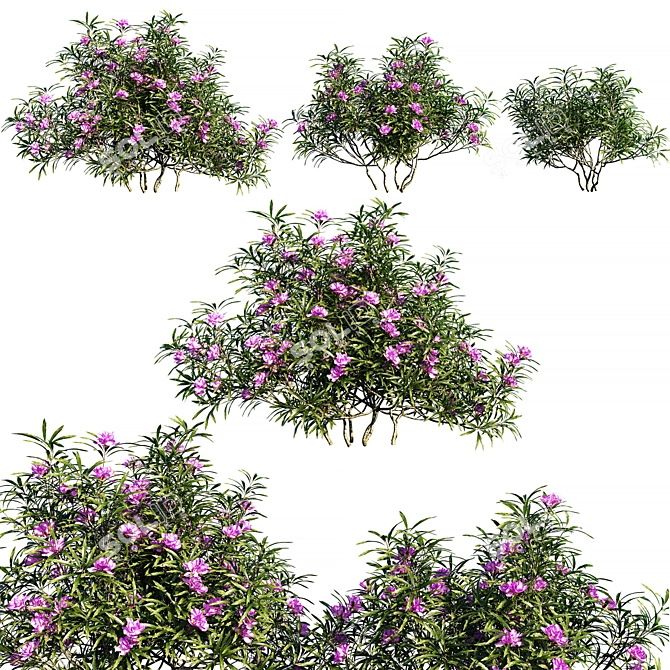 Exquisite Rhododendron Filigran: Detailed 3D Model 3D model image 1