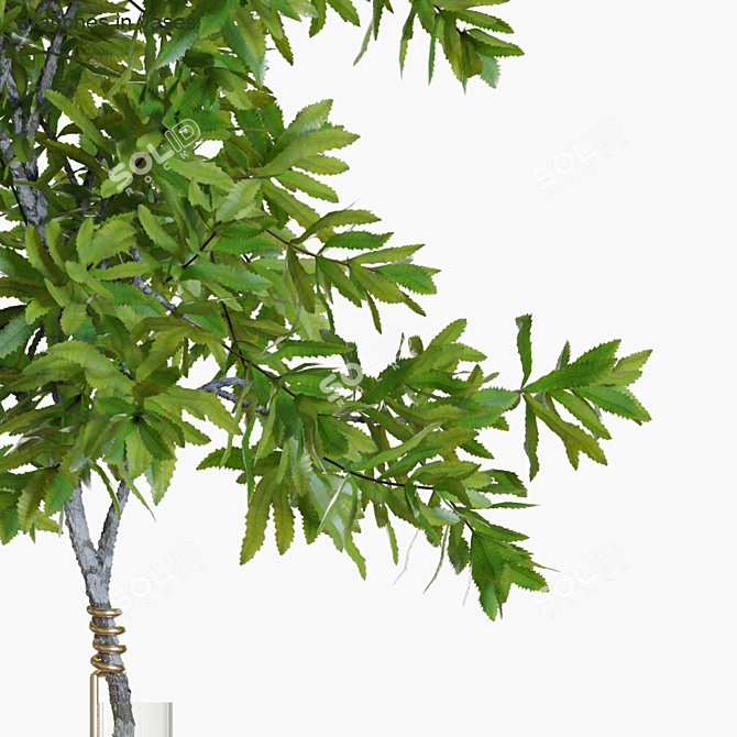Banksia Branches: Elegant Floral Decor 3D model image 3