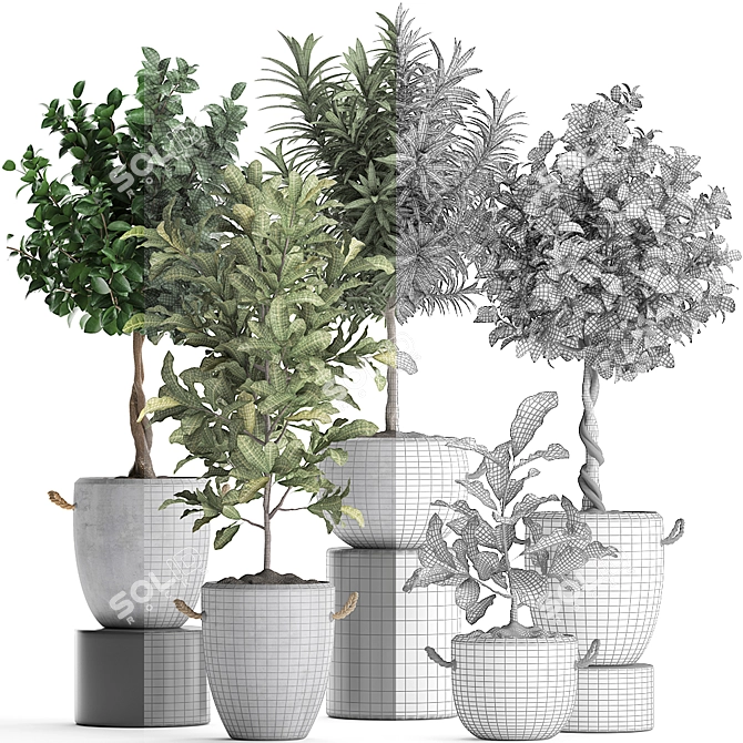 Exotic Houseplant Collection 3D model image 3