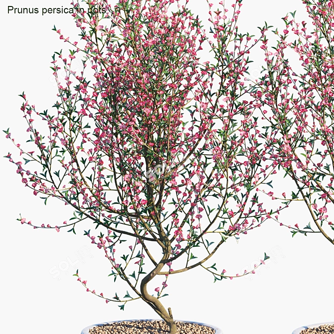  Blooming Beauty: Prunus persica 3D model image 2
