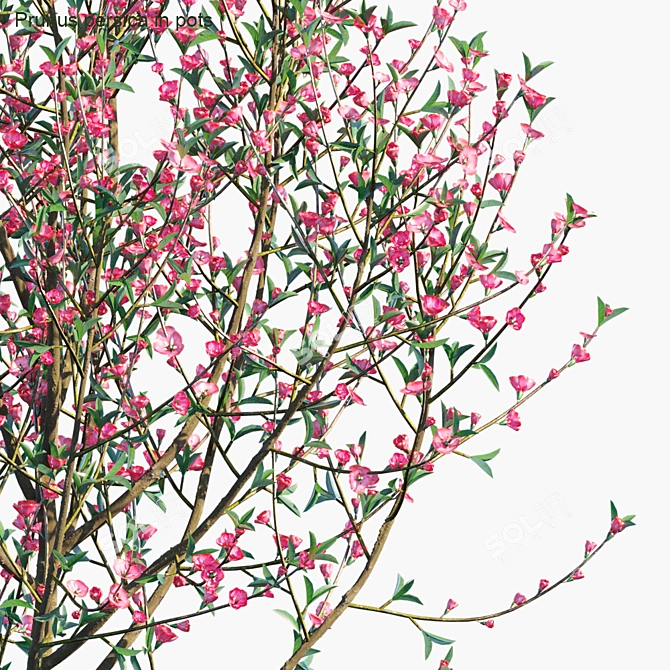  Blooming Beauty: Prunus persica 3D model image 3
