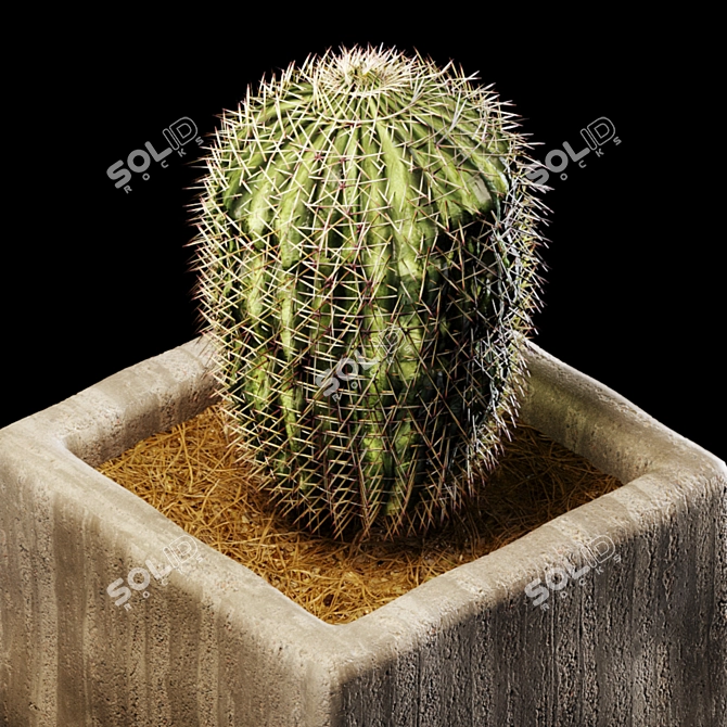 Desert Dreams: Photorealistic Barrel Cactus 3D model image 3