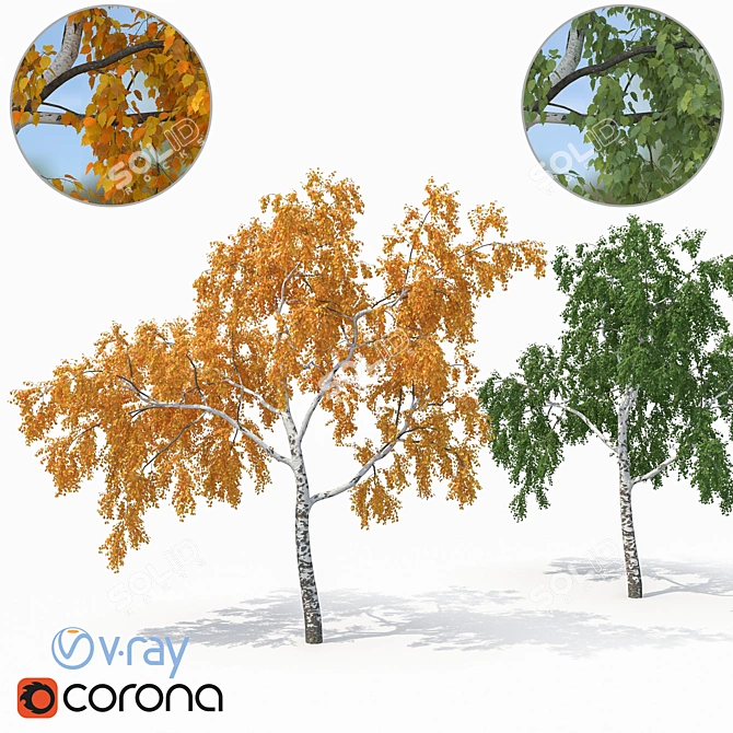 Birch No. 2 - Highly Detailed 3D Tree Model 3D model image 1
