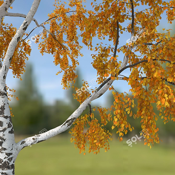 Birch No. 2 - Highly Detailed 3D Tree Model 3D model image 4