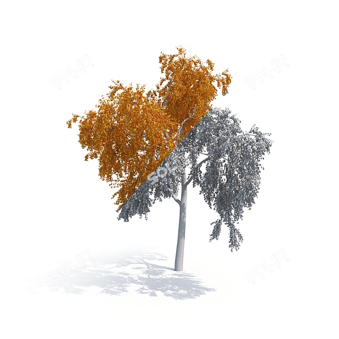 Birch No. 2 - Highly Detailed 3D Tree Model 3D model image 5