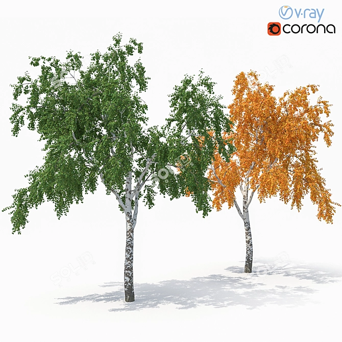 Birch Tree Model (2 Seasons) - Detailed 3D Model for Close-ups and Long Shots 3D model image 1