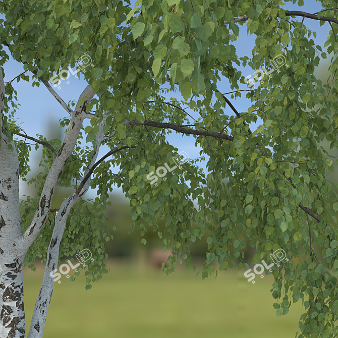 Birch Tree Model (2 Seasons) - Detailed 3D Model for Close-ups and Long Shots 3D model image 2
