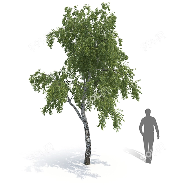 Birch Tree Model (2 Seasons) - Detailed 3D Model for Close-ups and Long Shots 3D model image 3