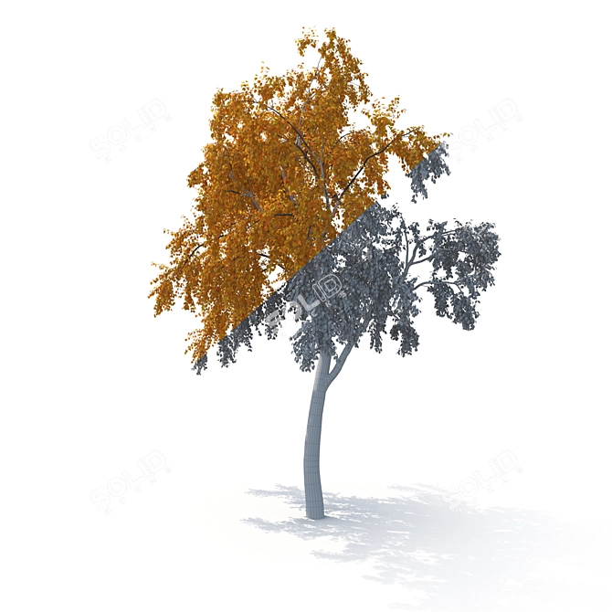 Birch Tree Model (2 Seasons) - Detailed 3D Model for Close-ups and Long Shots 3D model image 5