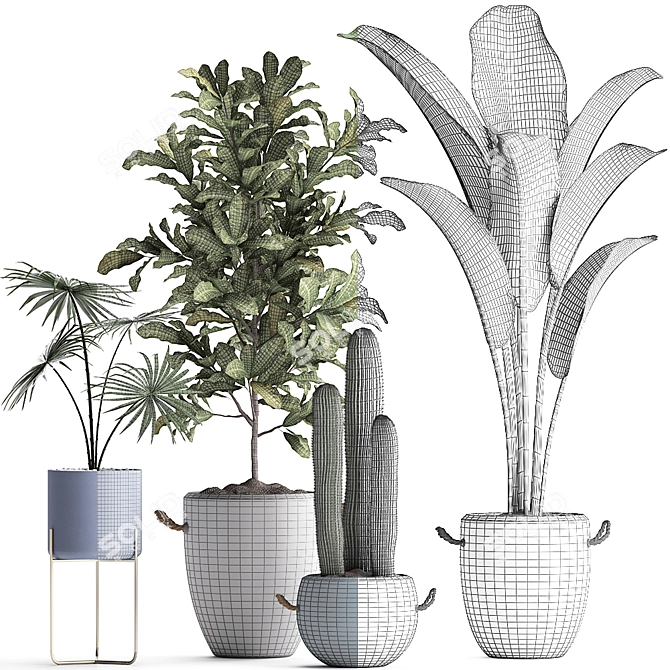 Exotic Houseplant Collection 3D model image 3