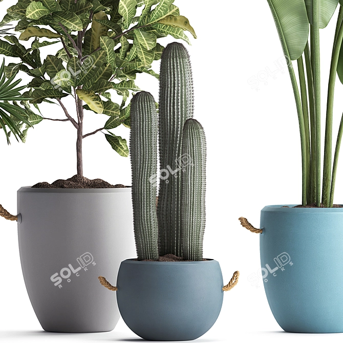 Exotic Houseplant Collection 3D model image 4