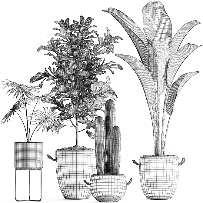 Exotic Houseplant Collection 3D model image 5