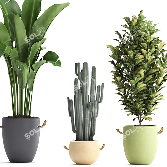 Exotic Houseplant Collection 3D model image 5