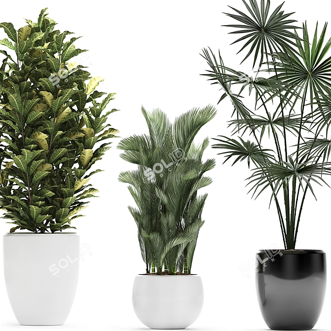 Exotic Plant Collection: Croton, Fan Palm, Coccothrinax & More! 3D model image 2