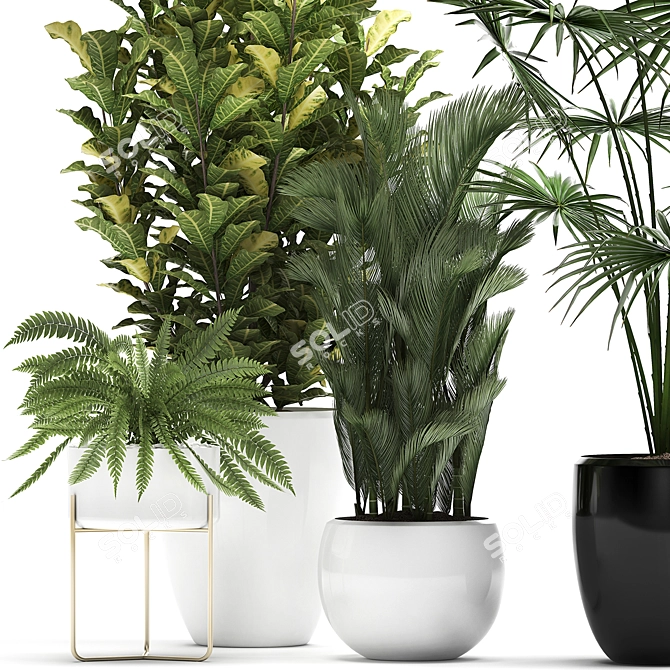 Exotic Plant Collection: Croton, Fan Palm, Coccothrinax & More! 3D model image 3