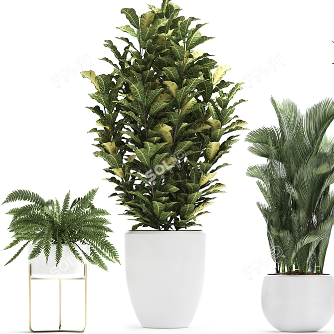 Exotic Plant Collection: Croton, Fan Palm, Coccothrinax & More! 3D model image 4
