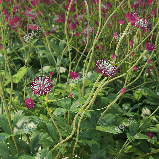 Astrantia Major Ruby Cloud: Big Flowers for Stunning Décor 3D model image 5