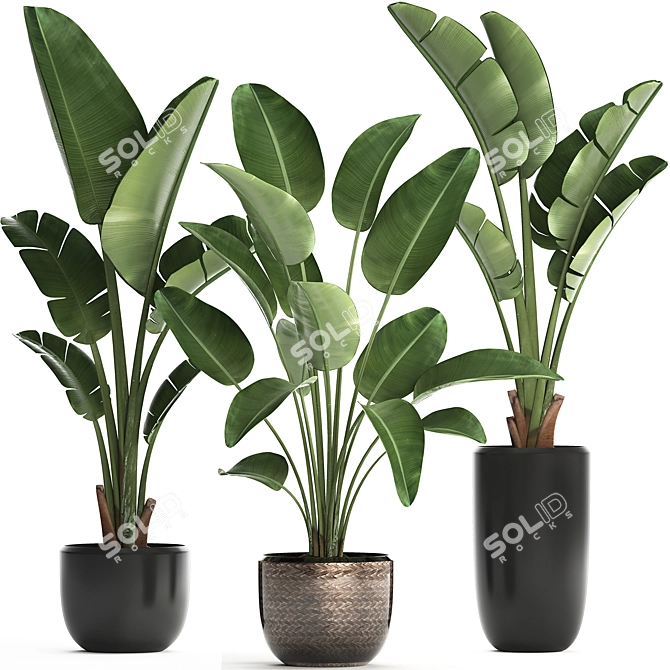 Exotic Houseplant Collection: Banana Palm & Ravenala 3D model image 1