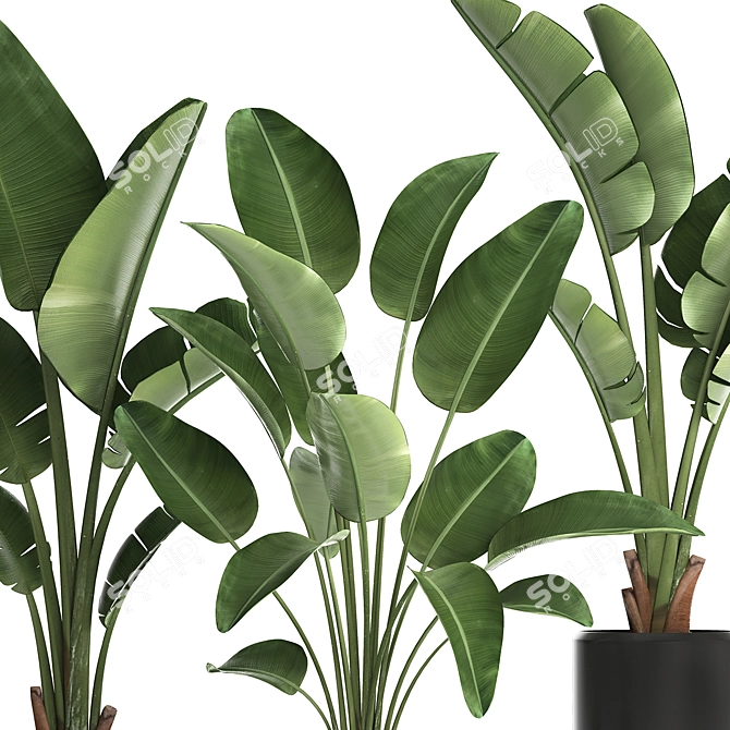 Exotic Houseplant Collection: Banana Palm & Ravenala 3D model image 5