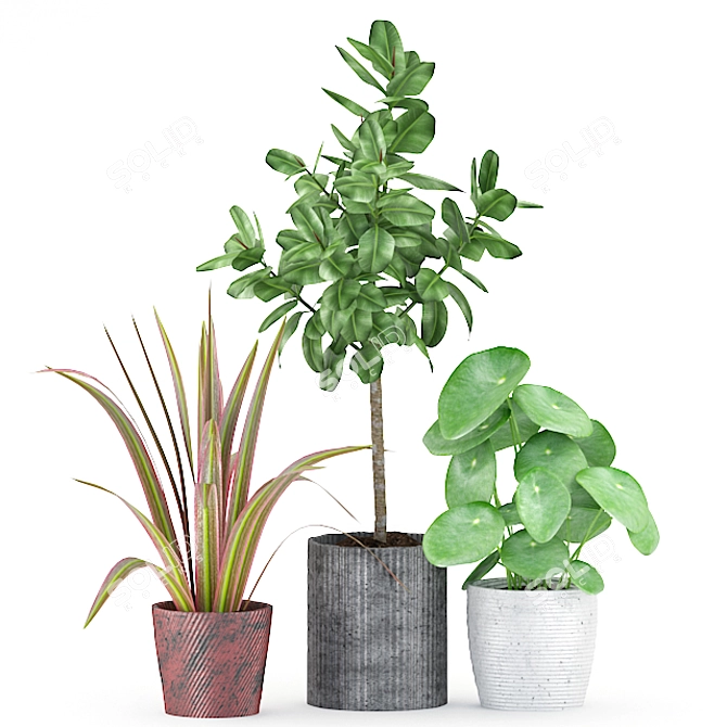 Greenery Bundle: Ficus, Marginata, Peperonia 3D model image 1