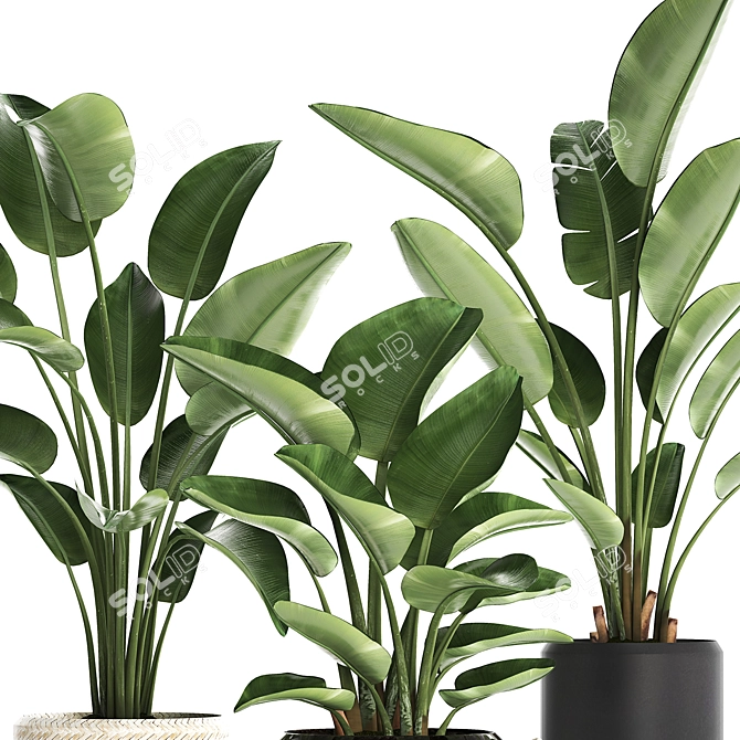 Exotic Houseplants Collection 3D model image 3