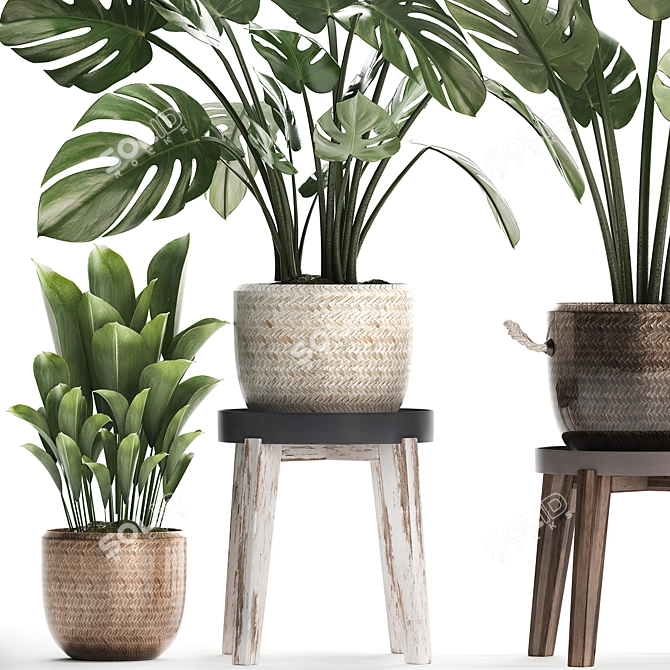 Exotic Houseplant Collection 3D model image 4