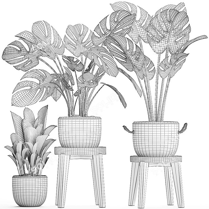 Exotic Houseplant Collection 3D model image 5