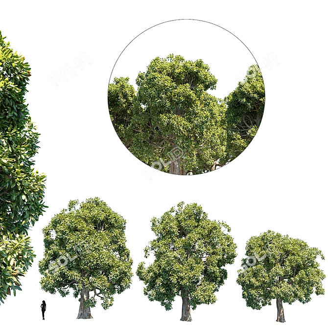 Exquisite Broadleaf Thee Collection 3D model image 1