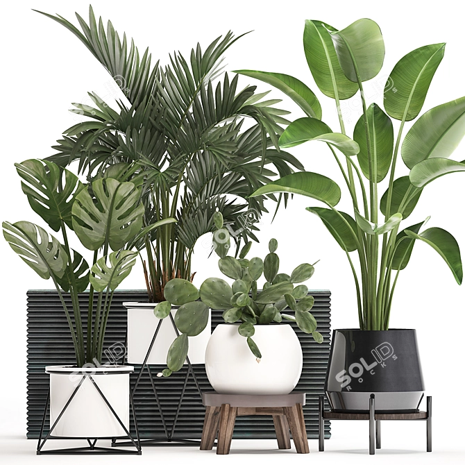 Exotic Plant Collection with Decorative Pots 3D model image 1